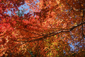 DSC00914 (1024x683).jpg