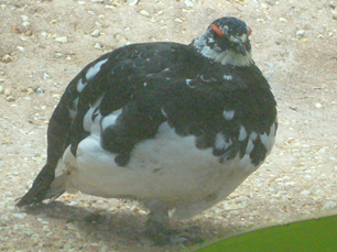 image001.png